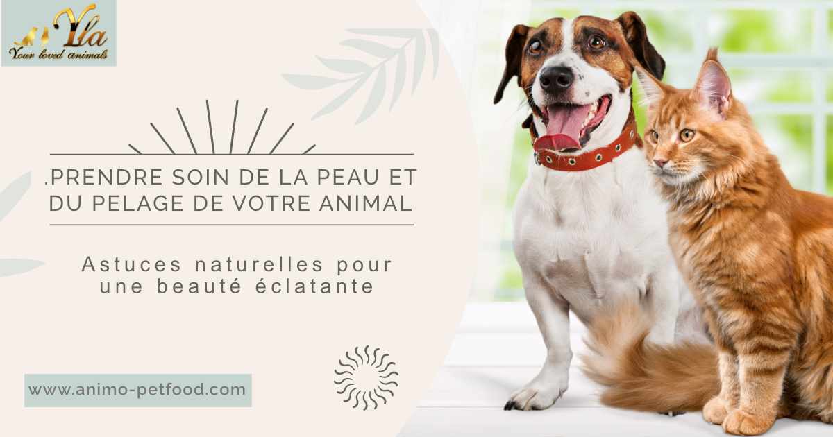 Soins naturels pour la peau et le pelage d'un chien et d'un chat. Conseils pour une santé optimale de votre animal de compagnie.